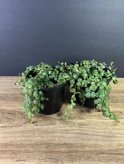 plant/String of Turtles 4” a grower’s choice-1-thumbnail