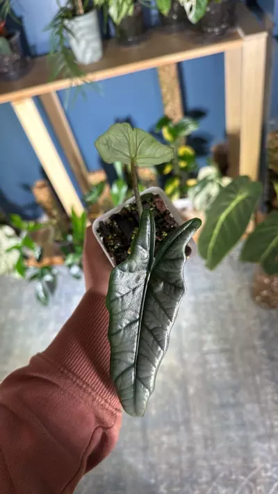 plant/Alocasia dragon’s breath “metallic blue”-2-thumbnail