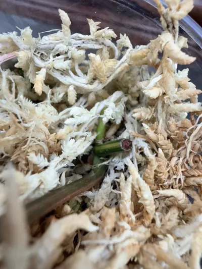 plant/Micans aurea (half moon/mid cut) #0037-7-thumbnail