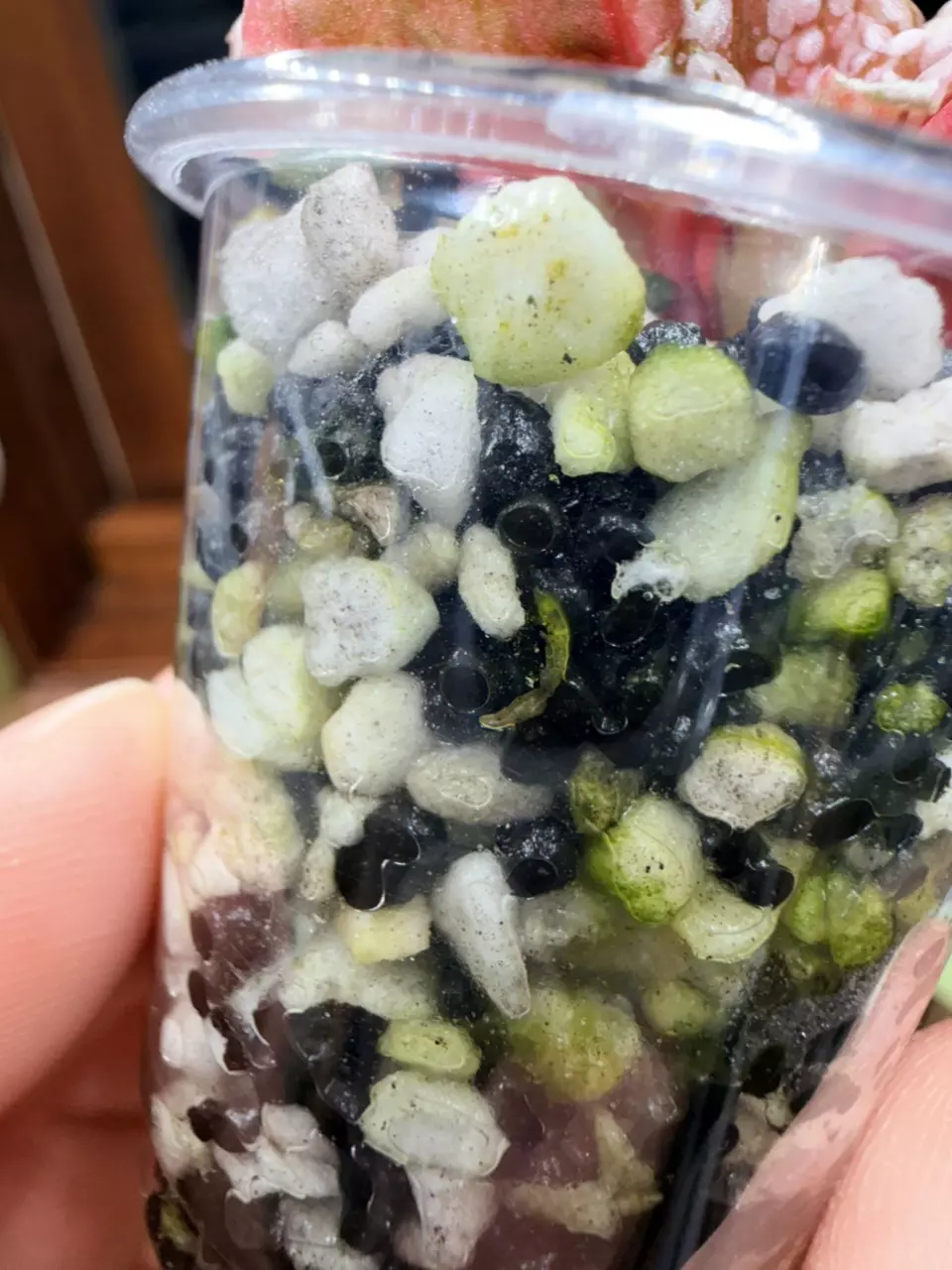 plant/Variegated snow-capped begonia ✨-5