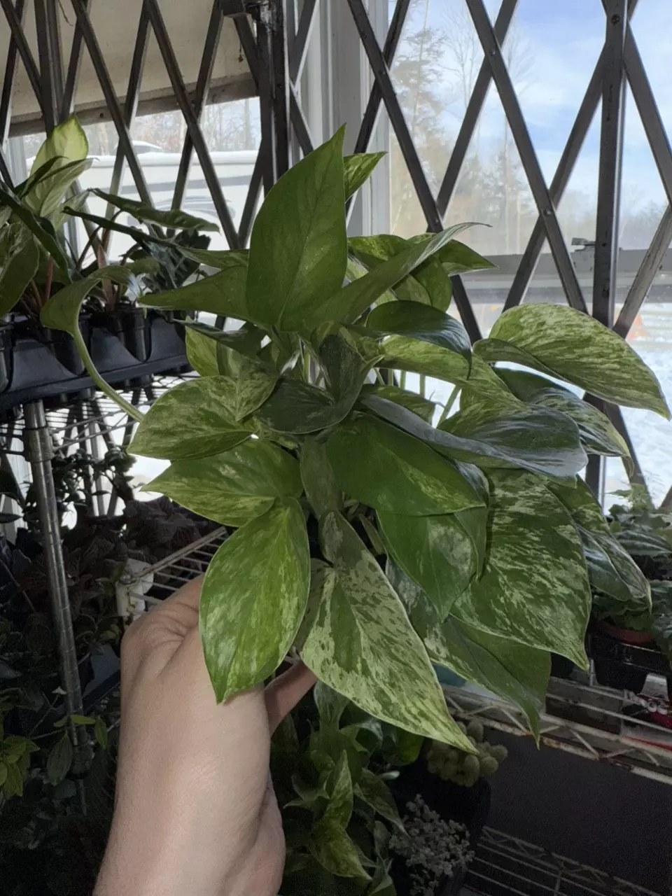 plant/Marble Queen Pothos-1