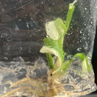 plant/Monstera Albo (BAG 1 plant) Tissue culture-0-thumbnail