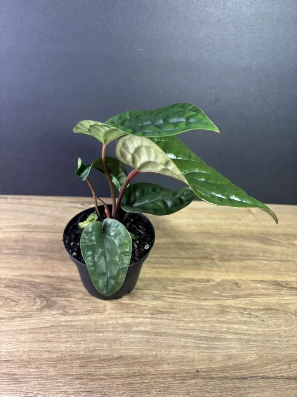 plant/Anthurium Radicans x Luxurians 4” 1999-2