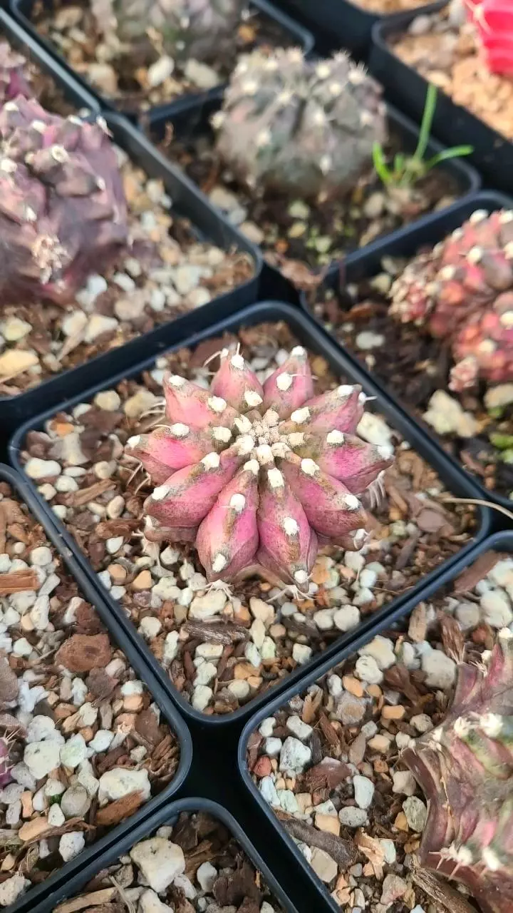 plant/Gymnocalycium "T-Rex" 2.5" pot-0