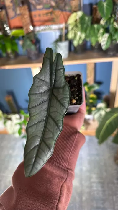 plant/Alocasia dragon’s breath “metallic blue”-3-thumbnail