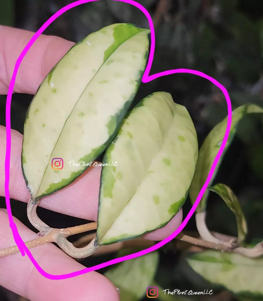 plant/Cutting - Hoya crassipetiolata (variegated)-0