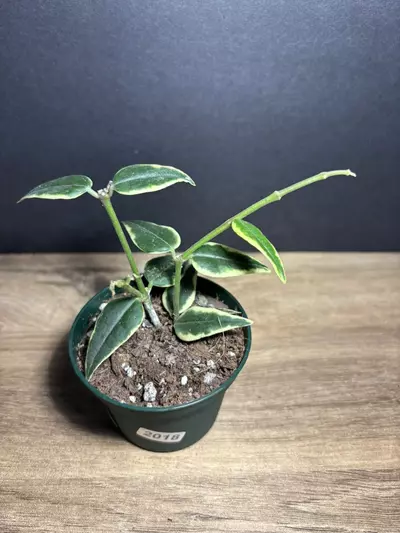 plant/Hoya Bella 3” 2016-0-thumbnail