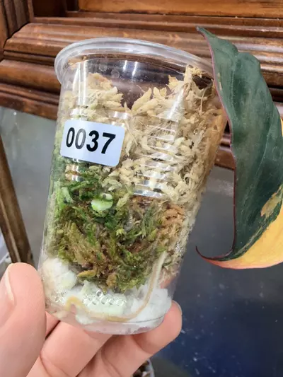 plant/Micans aurea (half moon/mid cut) #0037-2-thumbnail