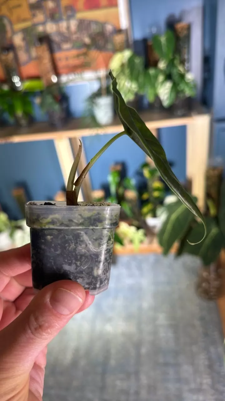 plant/Alocasia azlanii-1