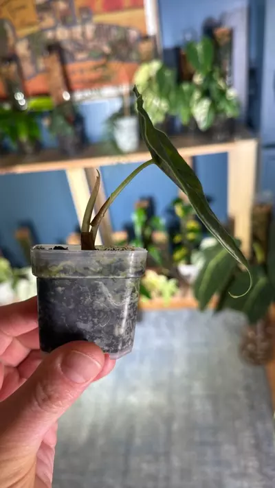 plant/Alocasia azlanii-1-thumbnail