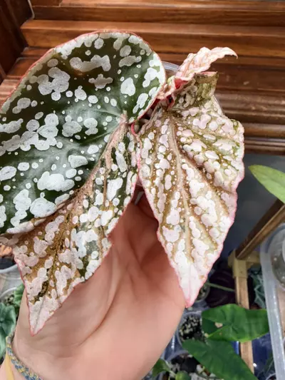 plant/Variegated snow-capped begonia ✨-4-thumbnail