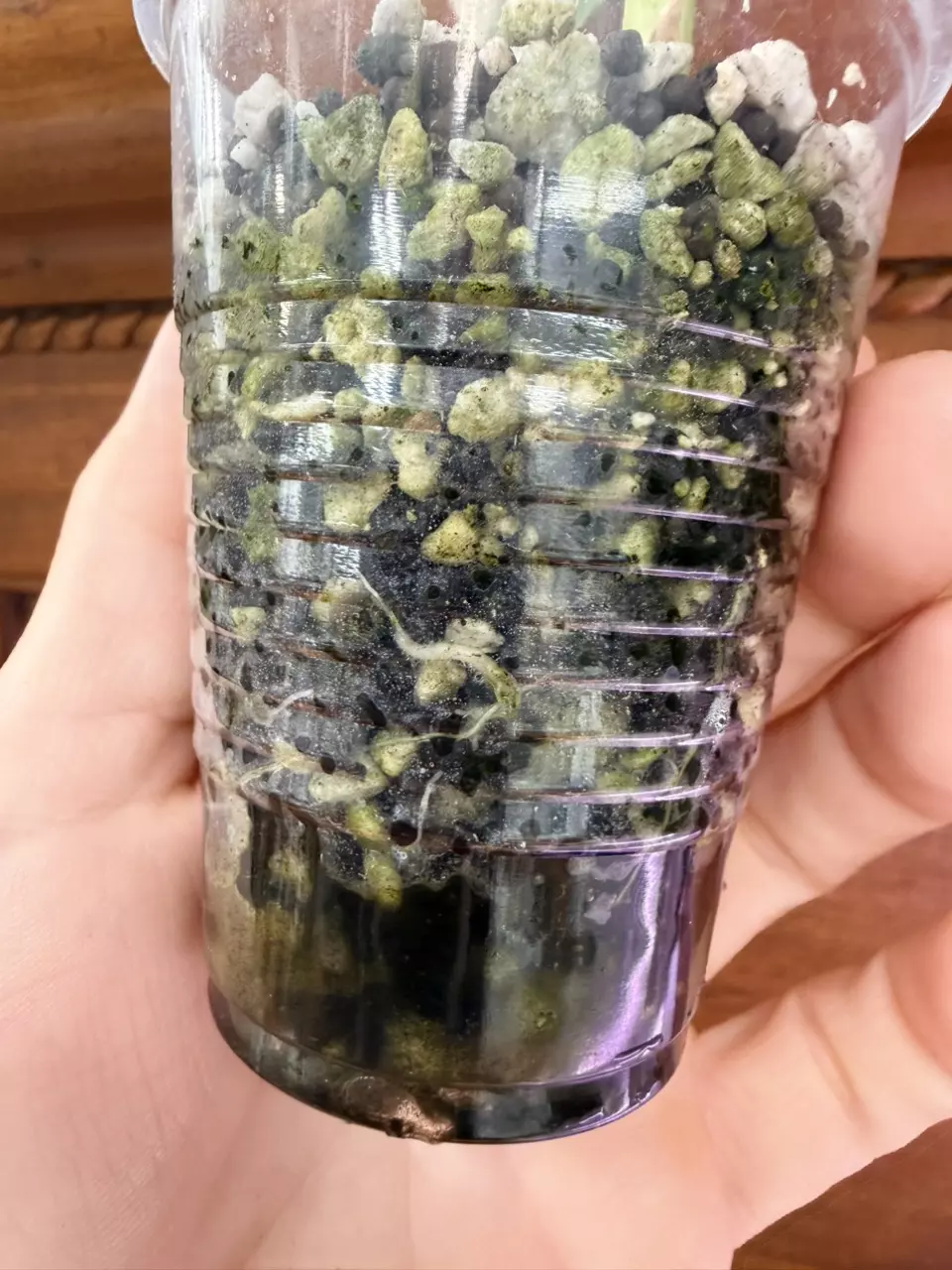 plant/Alocasia variegated frydek #0034-6