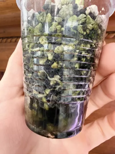 plant/Alocasia variegated frydek #0034-6-thumbnail