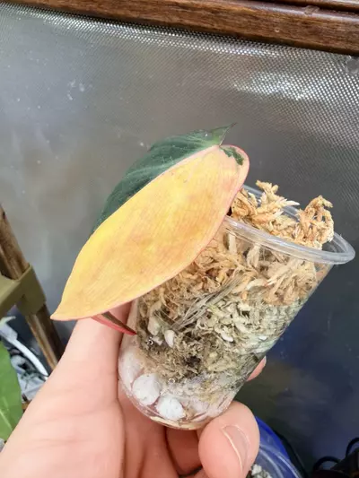 plant/Micans aurea (half moon/mid cut) #0037-1-thumbnail