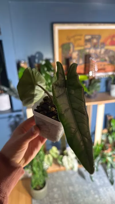 plant/Alocasia dragon’s breath “metallic blue”-0-thumbnail