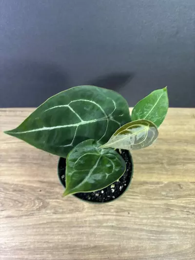 plant/Anthurium Forgetii Hybrid 4” 2000-0-thumbnail