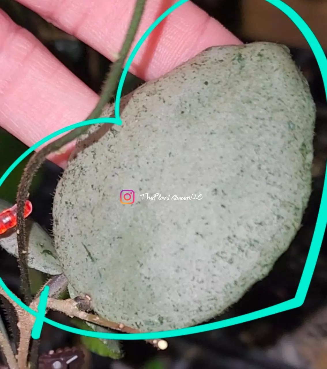 plant/Cutting ! Hoya caudata 'Argene'-0