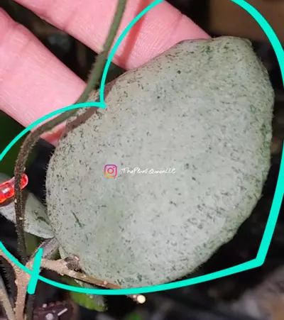 plant/Cutting ! Hoya caudata 'Argene'-0-thumbnail