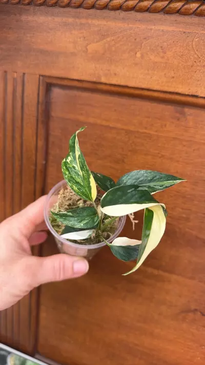 plant/Epipremnum pinnatum Albo-0-thumbnail