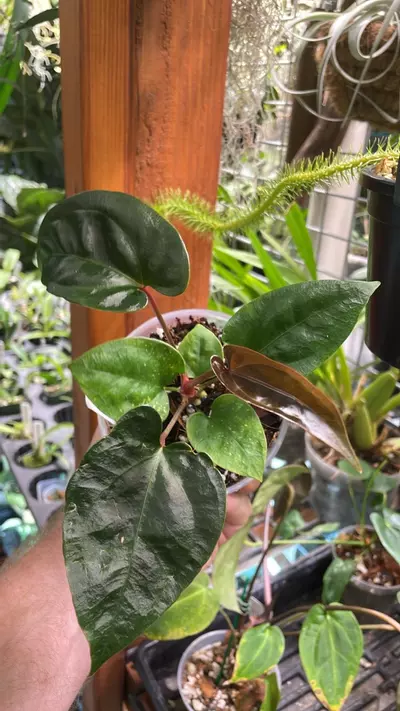 plant/Anthurium besseae aff. X kunayalense-1-thumbnail