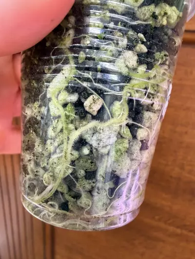 plant/Alocasia ‘sinuata’-6-thumbnail