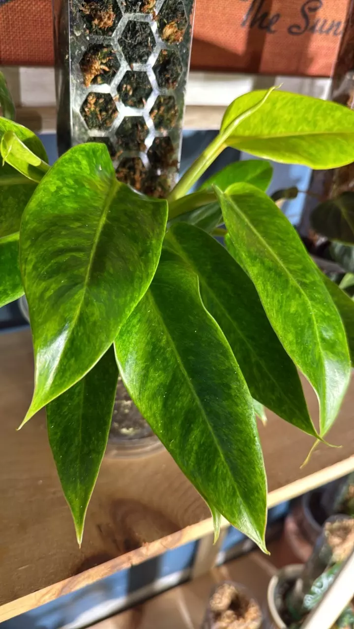 plant/XL double Alocasia painted lady-4