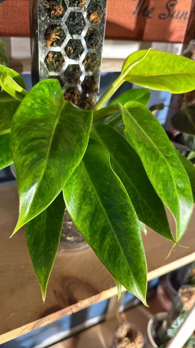 plant/XL double Alocasia painted lady-4-thumbnail