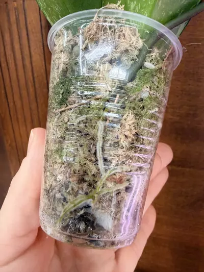 plant/Hoya Pubicalyx Splash✨-4-thumbnail