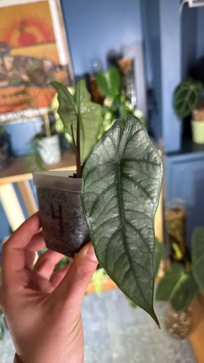 plant/Alocasia dragon’s breath “metallic blue”-1-thumbnail