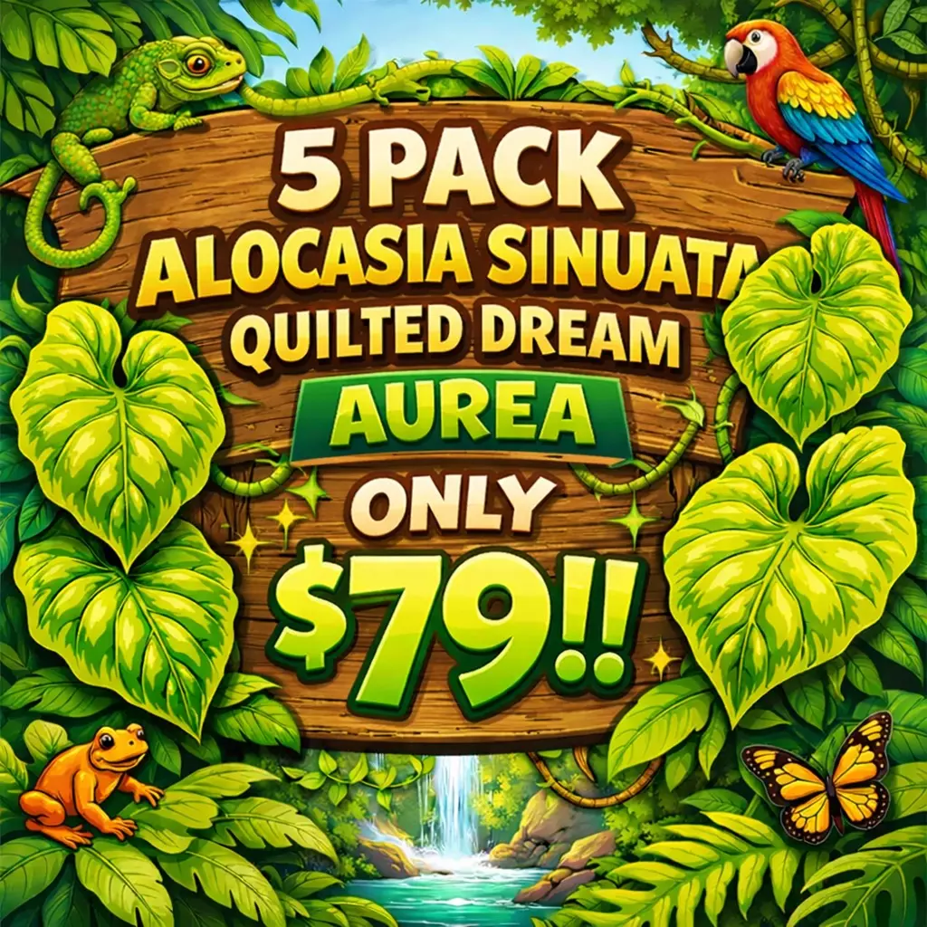 plant/ALOCASIA SINUATA QUILTED DREAM TC 5 PACK Tissue Culture 🌱 BEAUTIFUL! 🤩-0