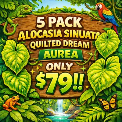 plant/ALOCASIA SINUATA QUILTED DREAM TC 5 PACK Tissue Culture 🌱 BEAUTIFUL! 🤩-0-thumbnail