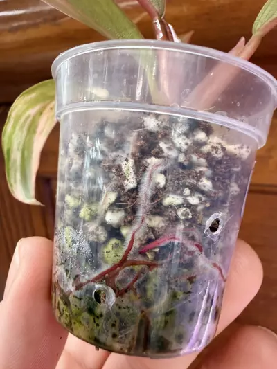 plant/Philodendron Caramel Marble✨#0036-7-thumbnail