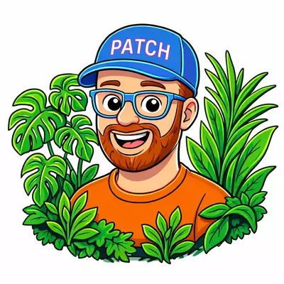 plant/ALOCASIA SINUATA QUILTED DREAM AUREA TC Tissue Culture 🌱-1-thumbnail