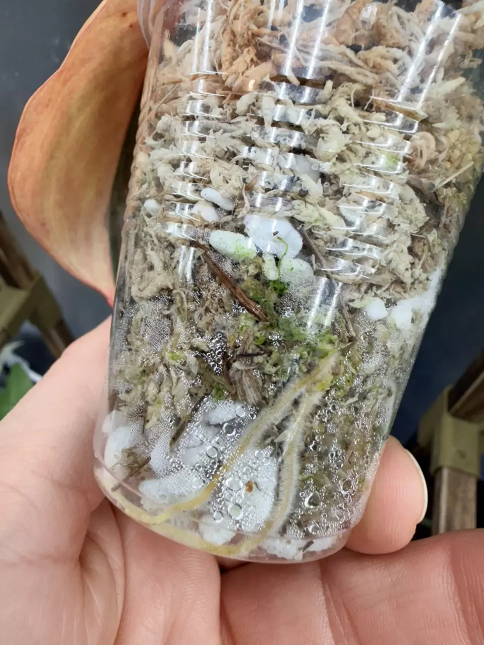 plant/Micans aurea (half moon/mid cut) #0037-8