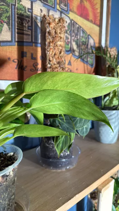 plant/XL double Alocasia painted lady-3-thumbnail