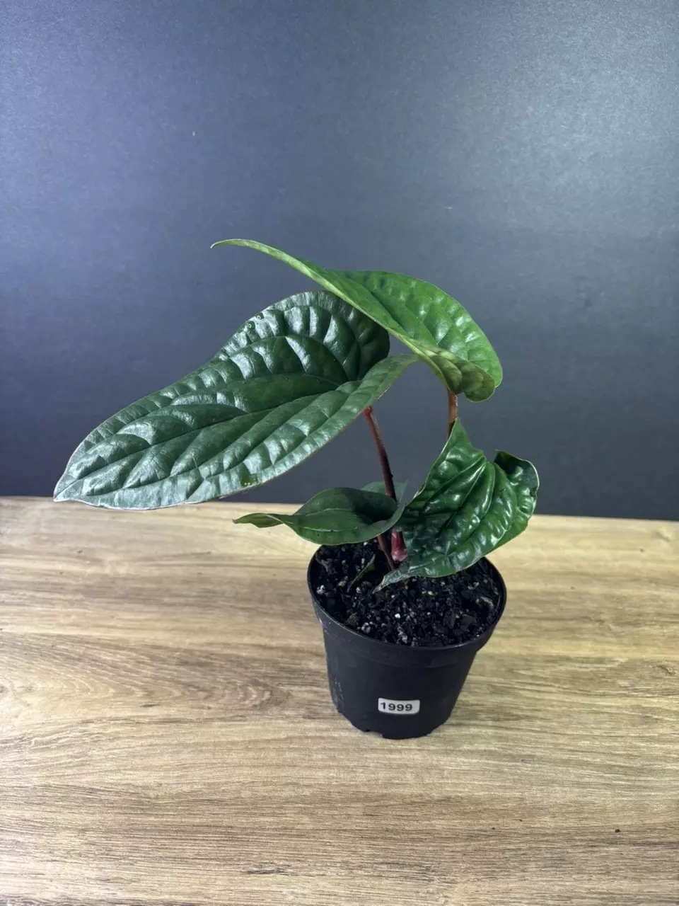 plant/Anthurium Radicans x Luxurians 4” 1999-0
