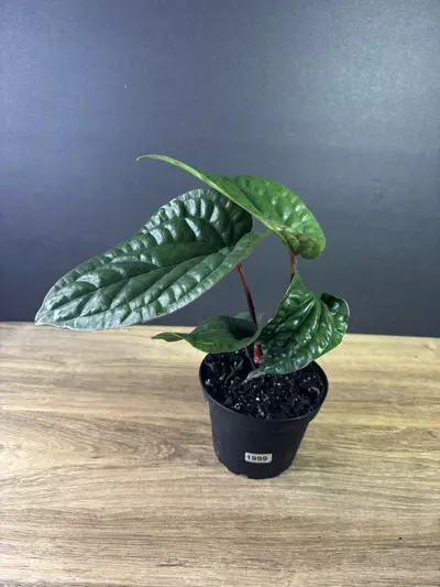 plant/Anthurium Radicans x Luxurians 4” 1999-0-thumbnail