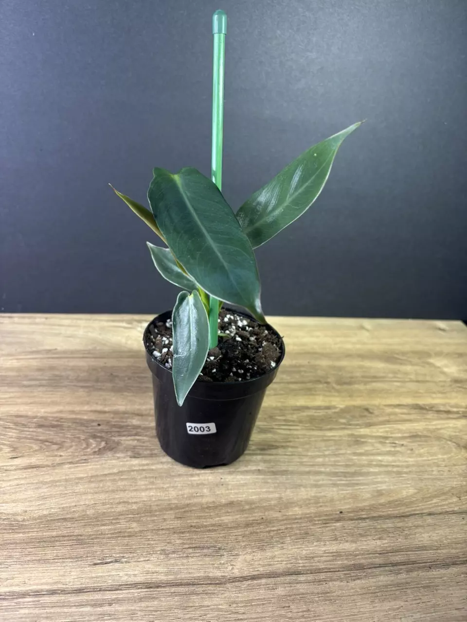 plant/Philodendron Spiritus Sancti 4” 2003-2