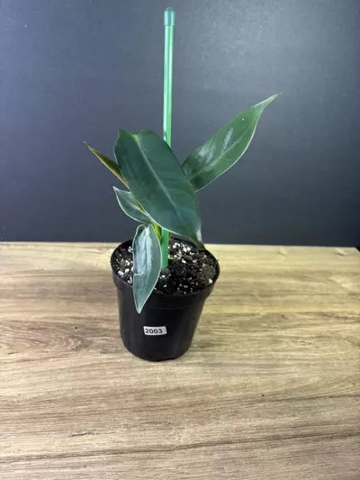 plant/Philodendron Spiritus Sancti 4” 2003-2-thumbnail