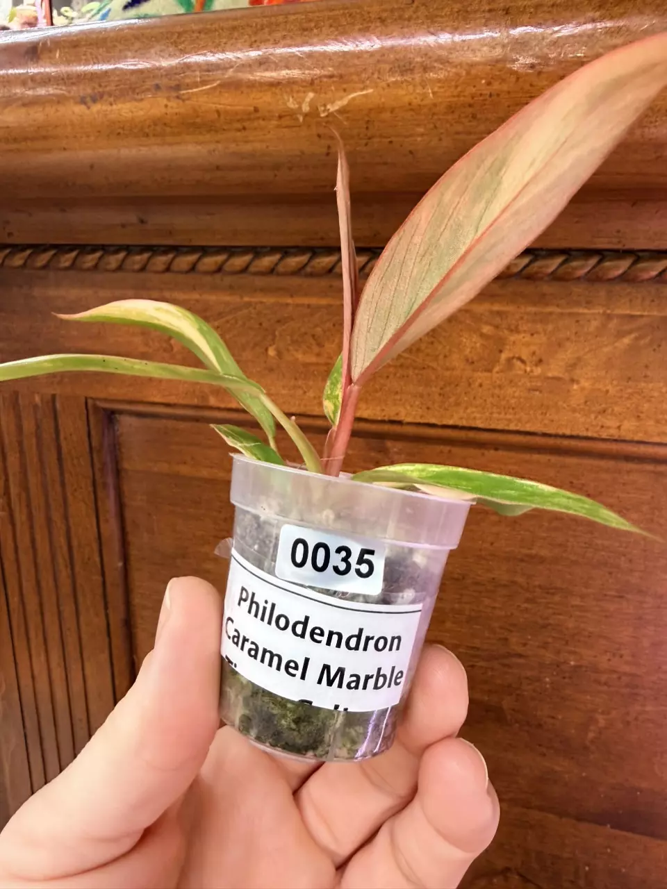 plant/Caramel Marble Philodendron #0035-5