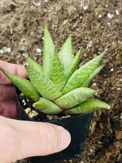 plant/Haworthia Hybrid 2”-1-thumbnail