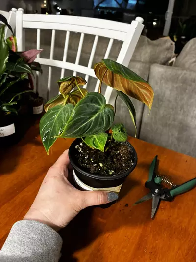 plant/El Chico Red-2-thumbnail