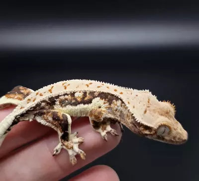 plant/Dark Base Lilly White Tri-Color NPV-2-thumbnail