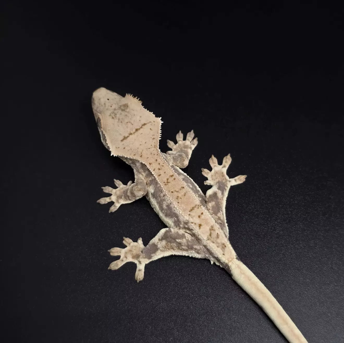 plant/Drippy Lilly White Baby NPV-1