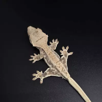 plant/Drippy Lilly White Baby NPV-1-thumbnail