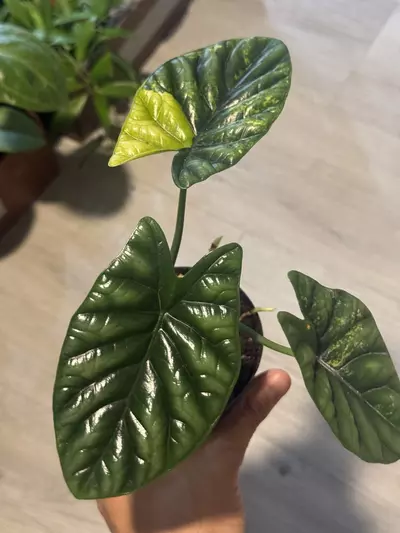 plant/Alocasia Sinuata Var-1-thumbnail