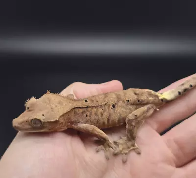 plant/Orange Tiger Dalmatian Cappuccino Nip Tail-0-thumbnail