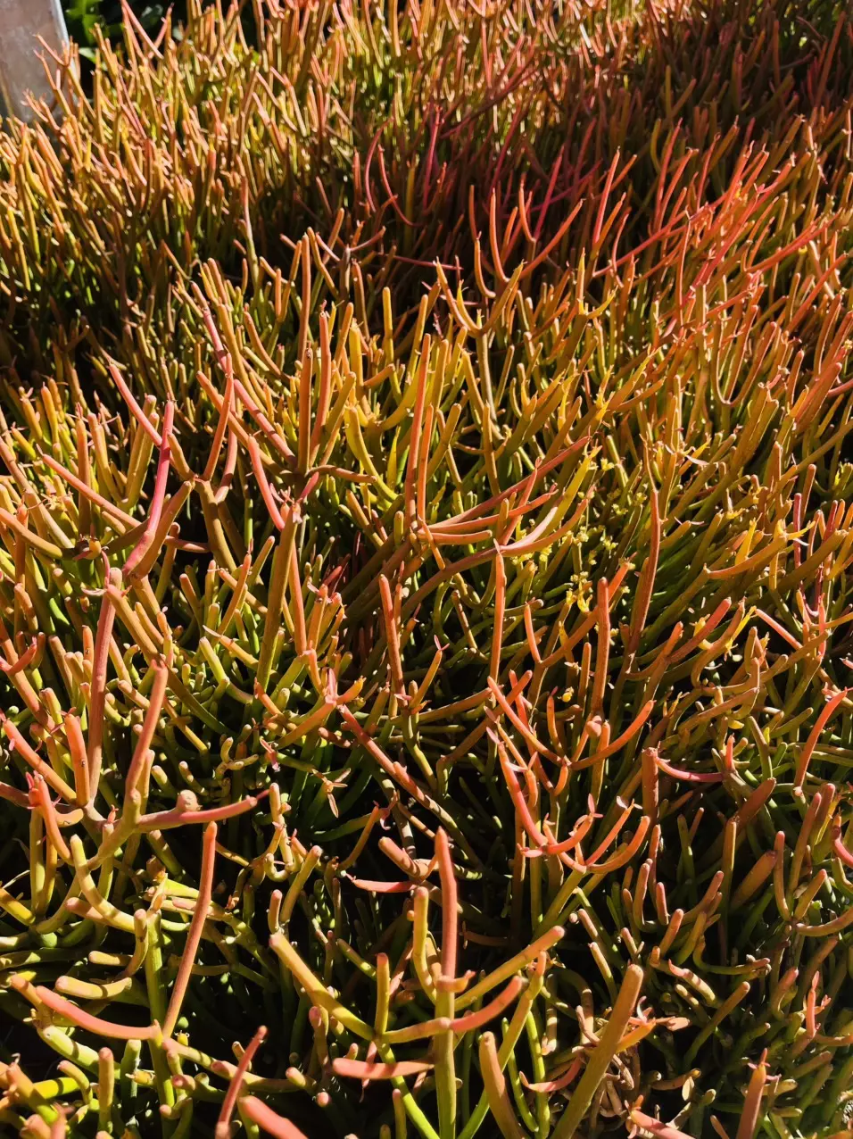 plant/Euphorbia Firesticks, Single Plant, GC-1