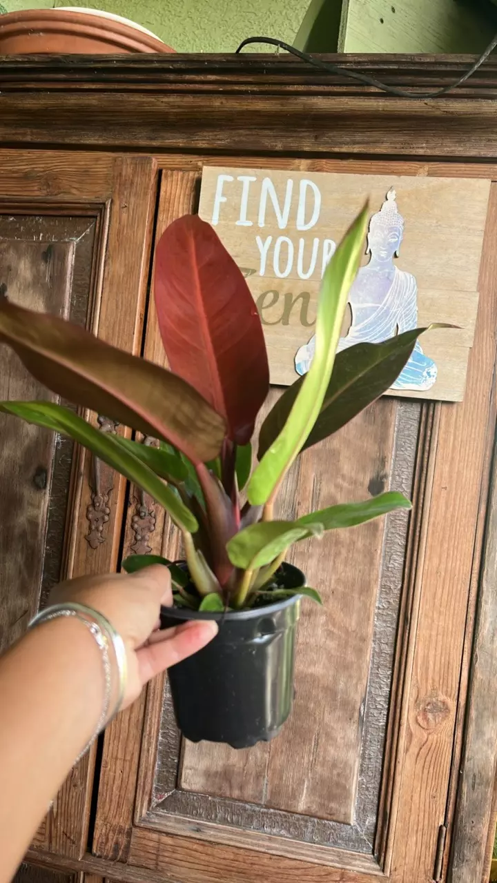 plant/Sun red Philodendron-1