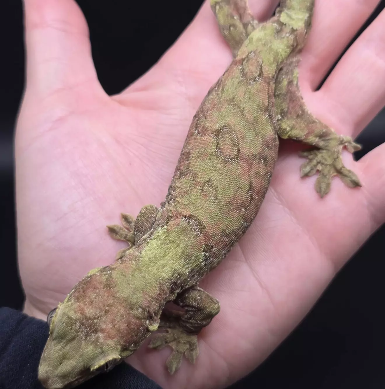 plant/Proven Female Mainland Red And Green Chahoua Gecko-1